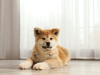 chien positif